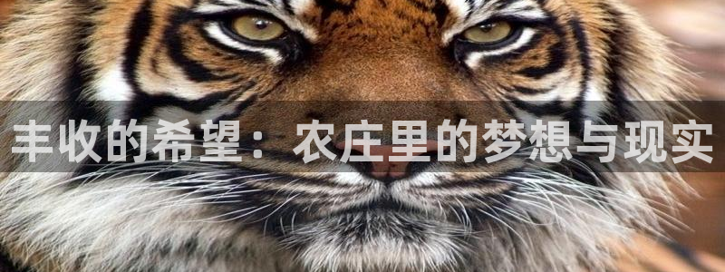 九游会官网真人