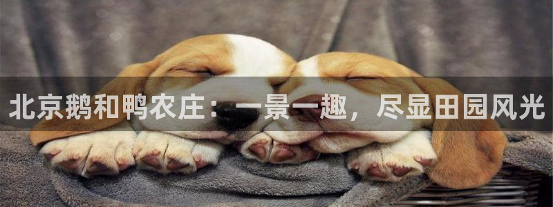 九游会正规备用网址