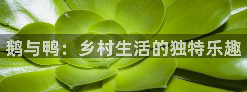 九游会怎么进