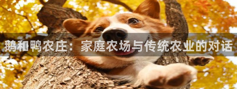 九游会贴吧