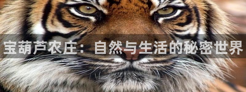 九游会ag合作平台